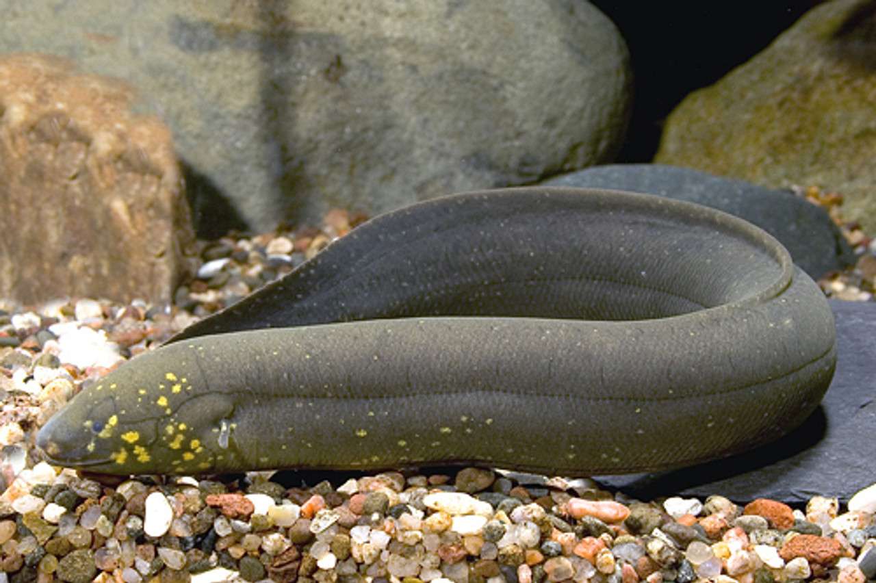 South American Lungfish