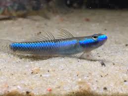 Cobalt Blue Goby