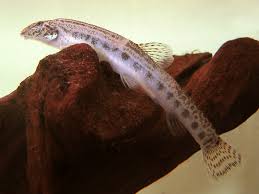 Indian Spiny Loach