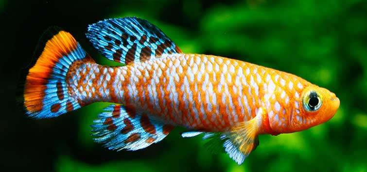 Killifish