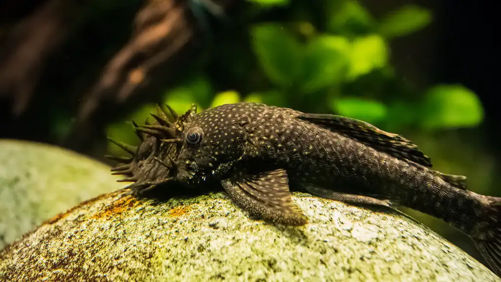 Bristlenose_Pleco