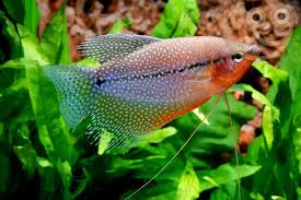 Pearl Gourami