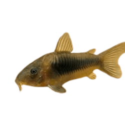 Bronze Corydoras