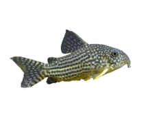 Sterba's Corydoras