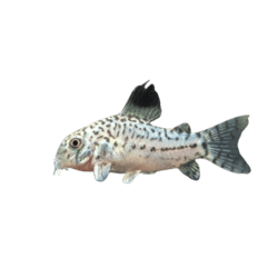 Julii Corydoras