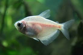 White Skirt Tetra