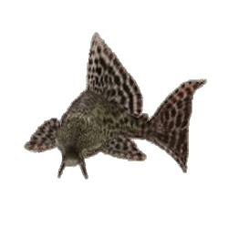 Vampire Pleco