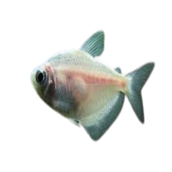 Albino Black Widow Tetra