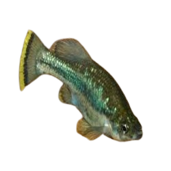 Ameca splendens (Goldbreast Goodeid)
