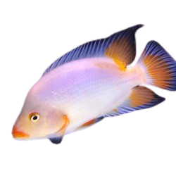 Albino Red Devil