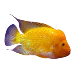 Gold Devil
