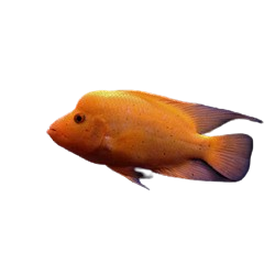 Red Devil Hybrid