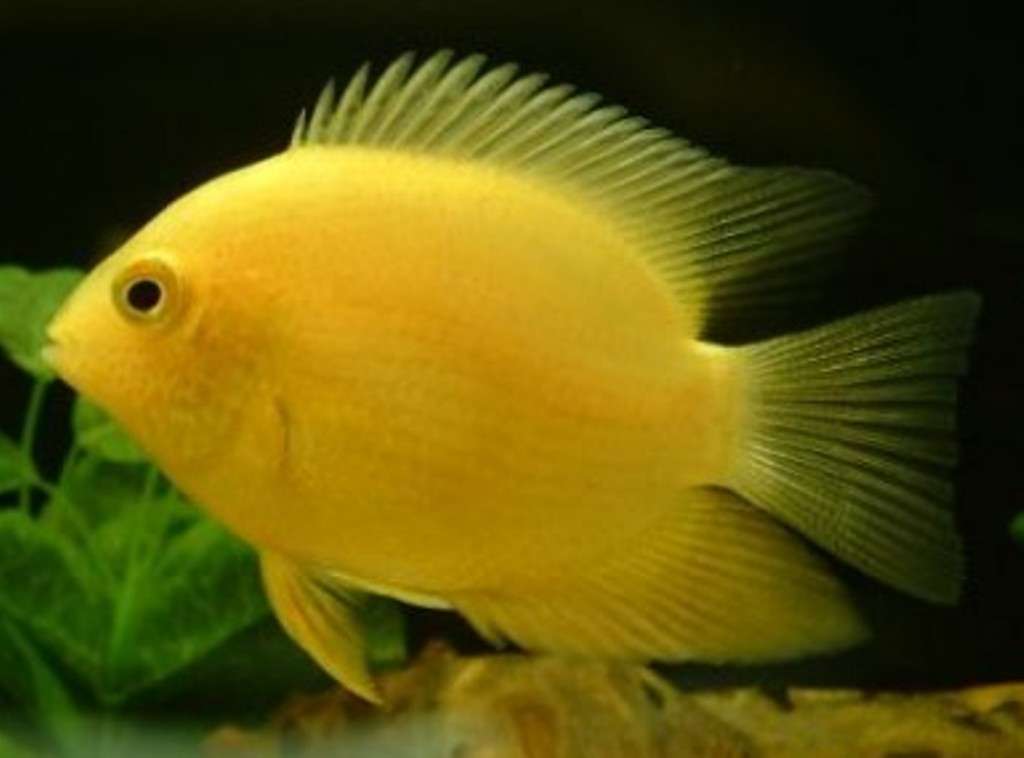 Gold Severum