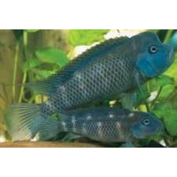Lionhead Cichlid