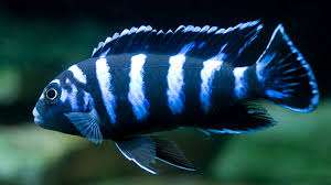 Demasoni Cichlid