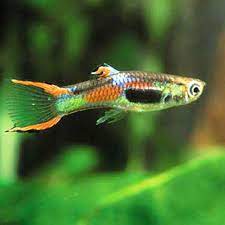 Endler's Guppy