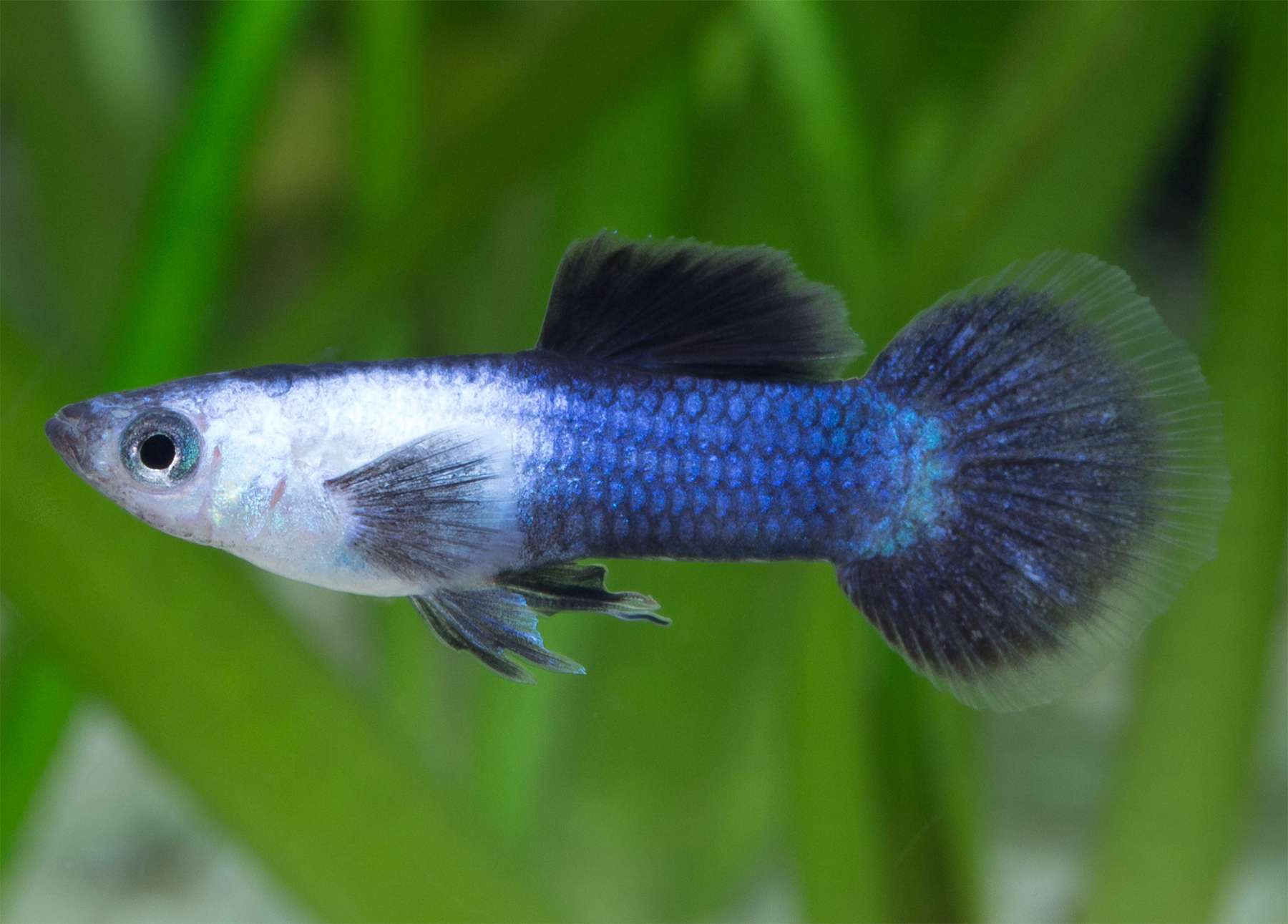 Panda Pattern Guppy