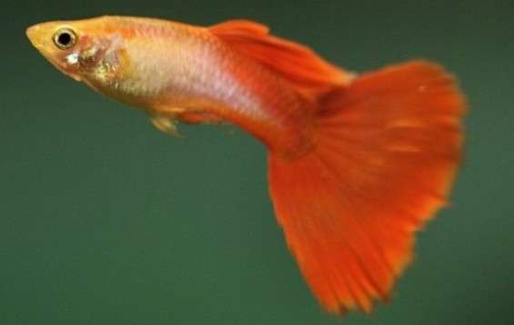Sunshine Guppy