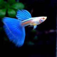 Sky Blue Guppy
