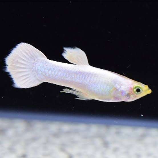 Snow White Guppy