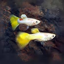 Yellow Guppy