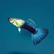 Turquoise Guppy