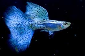 Blue Guppy
