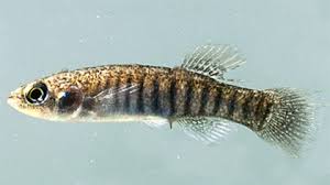 Bayou Killifish