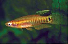 Pygmy Killifish