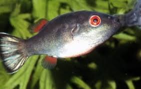 Red-Eye Puffer