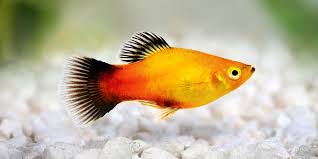 Platy