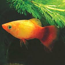 Sunset Platy