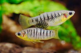Humpback Limia