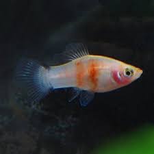 Tiger Platy