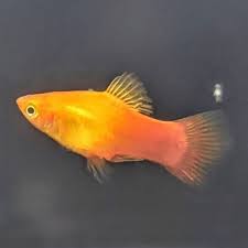 Sunburst Platy