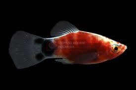 Leopard Platy