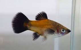 Yellow Wagtail Platy