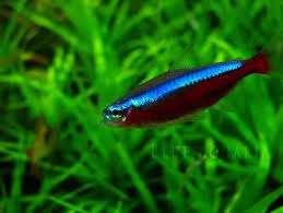Blue Neon Tetra