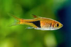 Rasbora