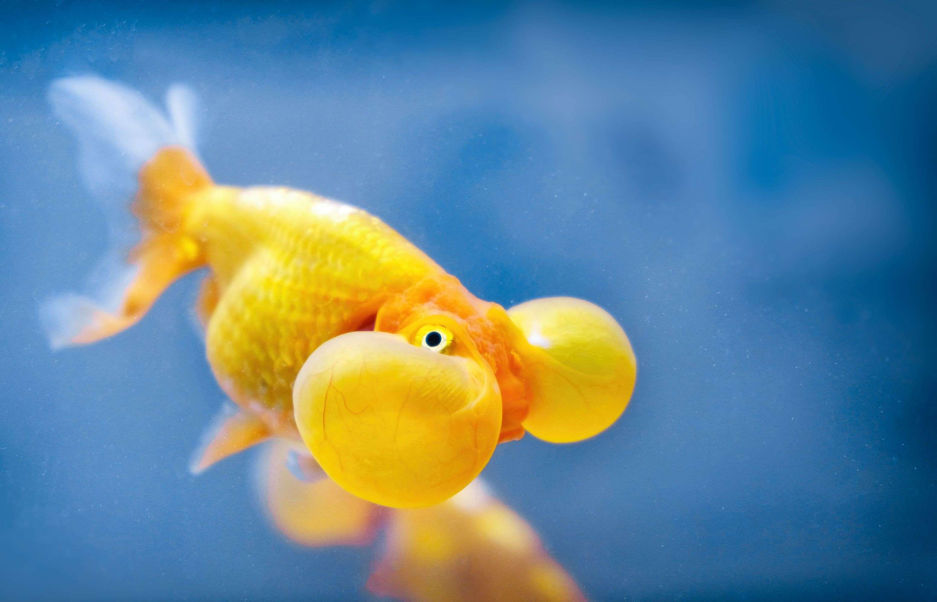 Bubble Eye Goldfish