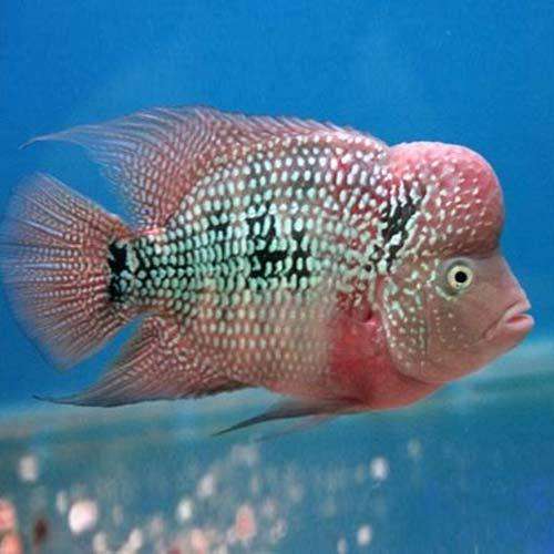 Short Body Flowerhorn