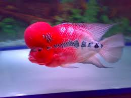 Dragon Flowerhorn