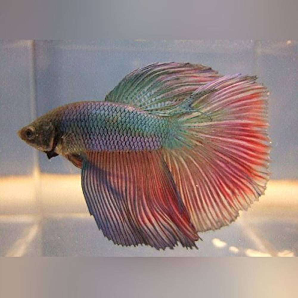 Super Delta Betta