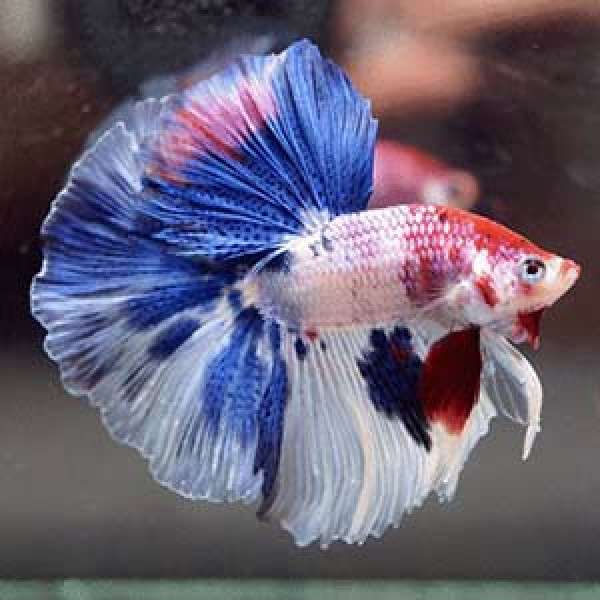 Marble Betta