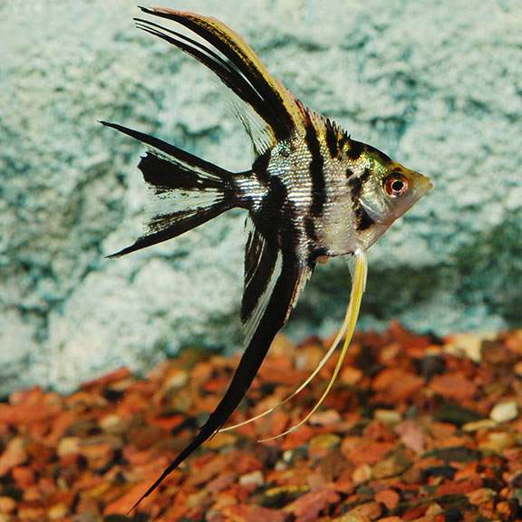 Veil Angelfish