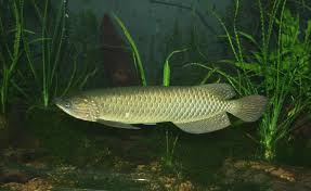 Leichardti Arowana