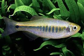 Black-Barred Danio