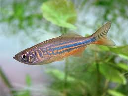 Blue Moon Danio