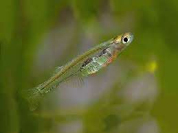 Feegrade Danio