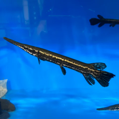 Cuban Longnose Gar